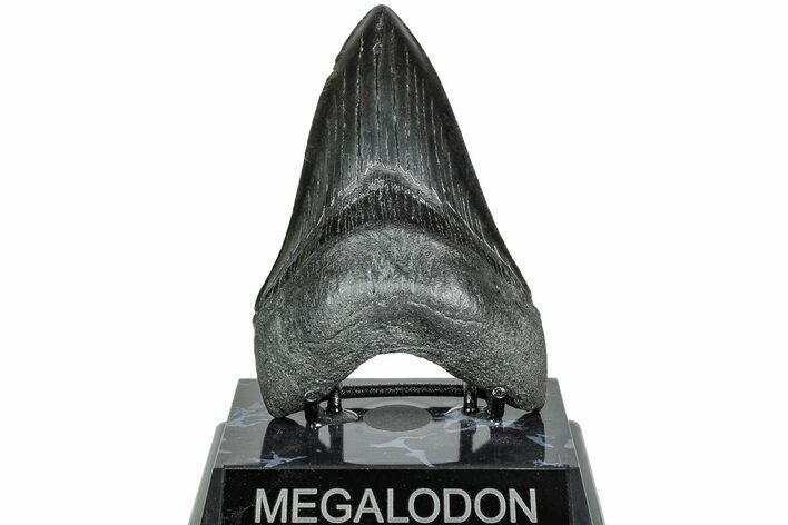Serrated, Fossil Megalodon Tooth - South Carolina #231767